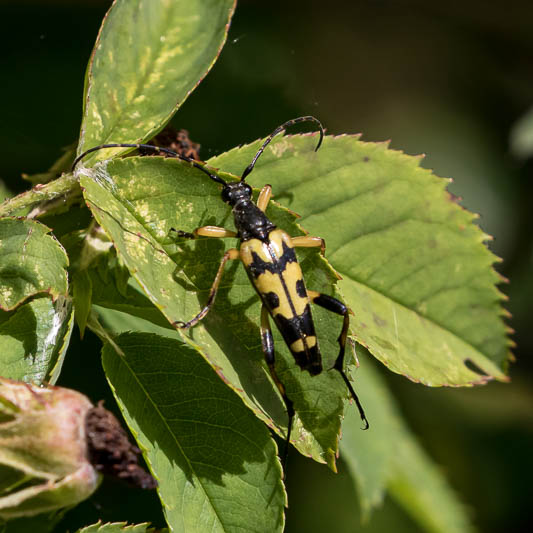 Rutpela maculata.jpg